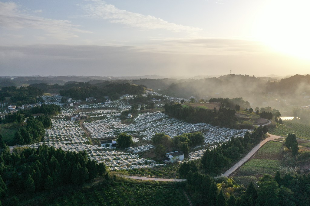 2021-11-29-大英县蓬莱镇-吊角楼村--万亩甜橙基地-拍摄张昌明-DJI_0899