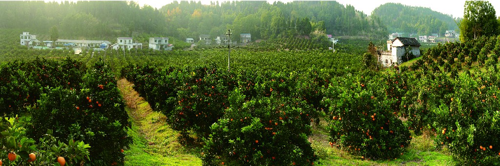 3吴逝冰 万亩甜橙基地.jpg