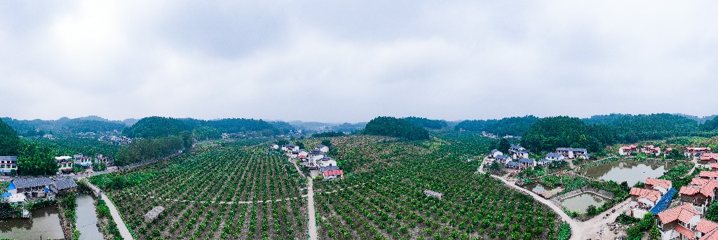 2020-09-11蓬莱镇吊角楼村--万亩甜橙基地-拍摄张昌明-DJI_0549.jpg