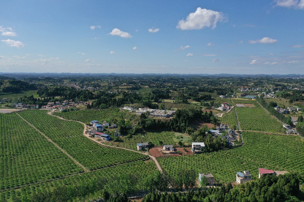 2021年4月24日 拍摄张昌明 蓬莱镇吊脚楼村-万亩甜橙基地DJI_0768.jpg